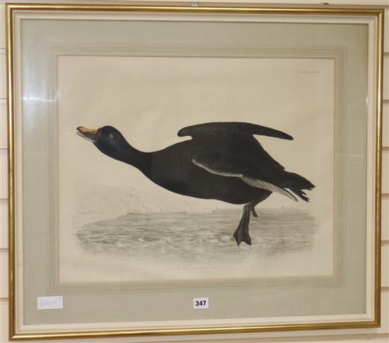 P.J. Selby, three coloured engravings, Black Scoter Male, Hooded Crow and Rook, 18 x 22.5in.